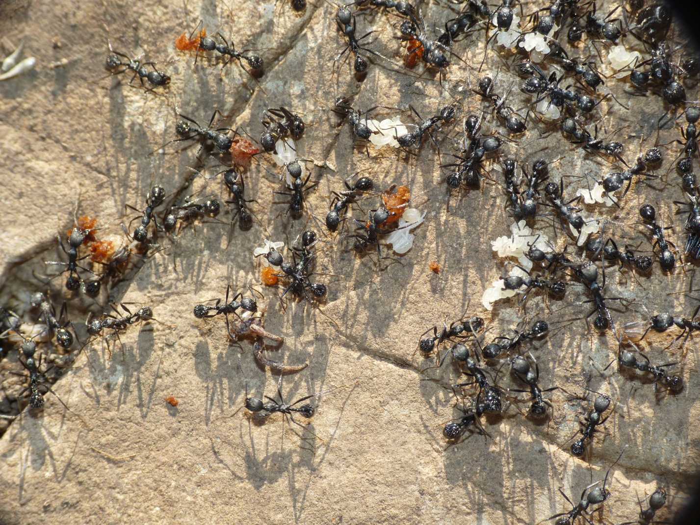 Formicaio di Aphaenogaster spinosa con strani materiali